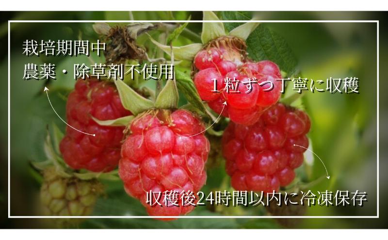 【1kg】冷凍国産ラズベリー 駒ヶ根市 フルーツ 冷凍 ラズベリー 日本産 スムージー 砂糖不使用 無糖