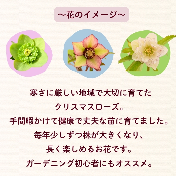 【期間限定】冬に咲く『 クリスマスローズ 』（3鉢セット）《2026年月2月中旬以降に発送予定》（7-A40-2）