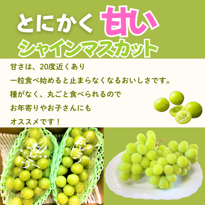 【先行予約丨2026年9月上旬より順次発送】シャインマスカット【約1kg(2房)】(At-006)丨長野県 飯山市 おすすめ ランキング おいしい 高評価 大人気 先取り 産地直送 シャインマスカット 甘い 糖度 シャインマスカット
