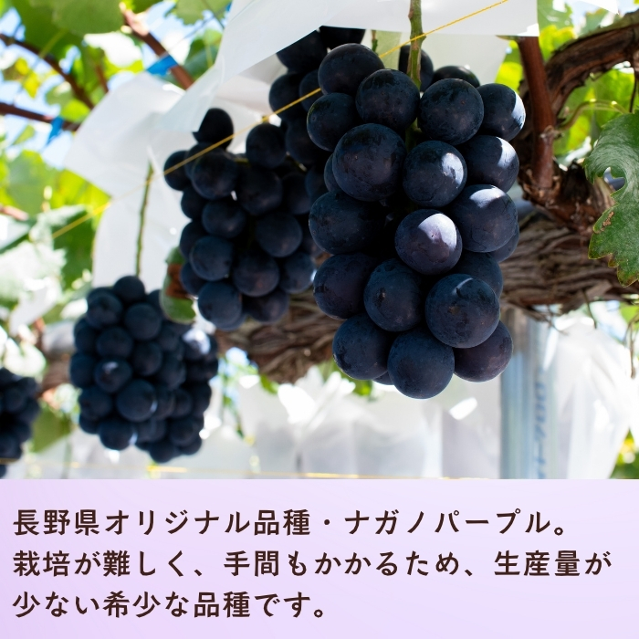 【2026年発送 先行予約】 飯山市産 ナガノパープル 2房《 2026年10月〜発送 》（約1kg）（Bv-001） | 長野県 飯山市 おすすめ ランキング おいしい 高評価 大人気 ギフト 産地直送 ぶどう