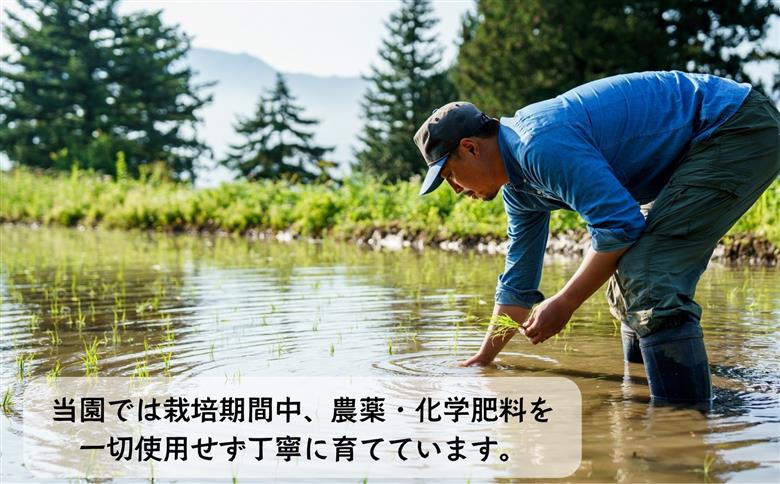 【令和7年産】幻のお米 ササシグレ ７分つき 4.75kg 《 栽培期間中 農薬・化学肥料不使用 》やよい農園  (7-90) 5分つき4.75kg