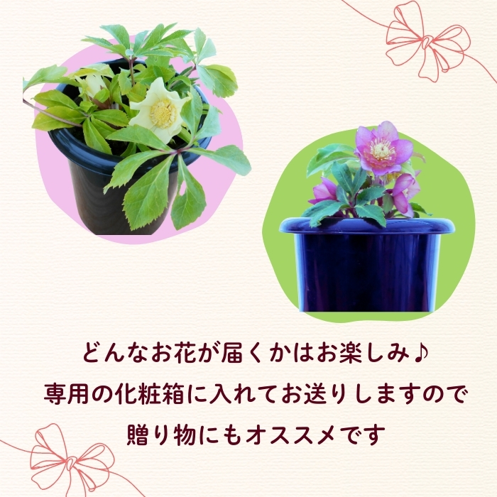 【期間限定】冬に咲く『 クリスマスローズ 』（3鉢セット）《2026年月2月中旬以降に発送予定》（7-A40-2）