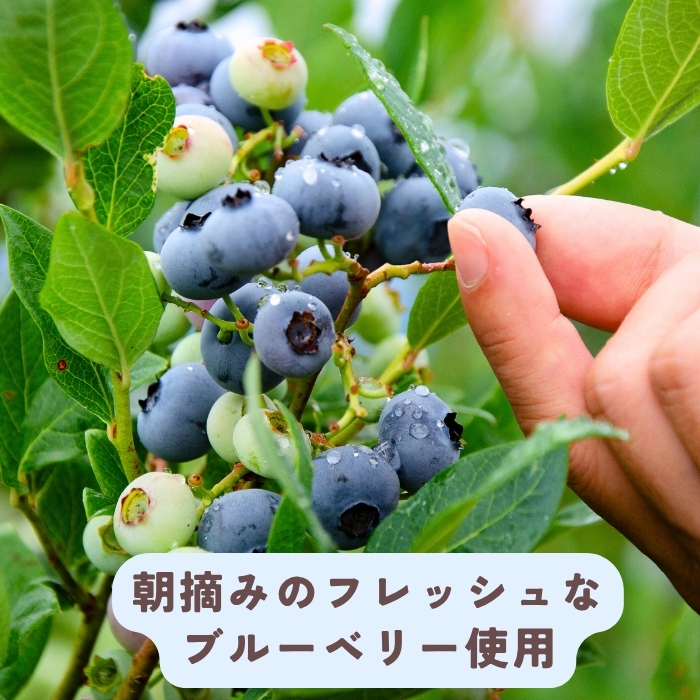 手作りジェラート ブルーベリー姫 ８個 （Br-001）信州産牛乳 信州 アイス スイーツ ひんやりスイーツ おやつ デザート ブルーベリー