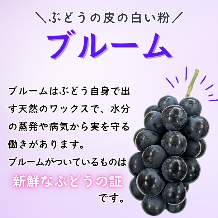 【2026年発送 先行予約】 飯山市産 ナガノパープル 2房《 2026年10月〜発送 》（約1kg）（Bv-001） | 長野県 飯山市 おすすめ ランキング おいしい 高評価 大人気 ギフト 産地直送 ぶどう