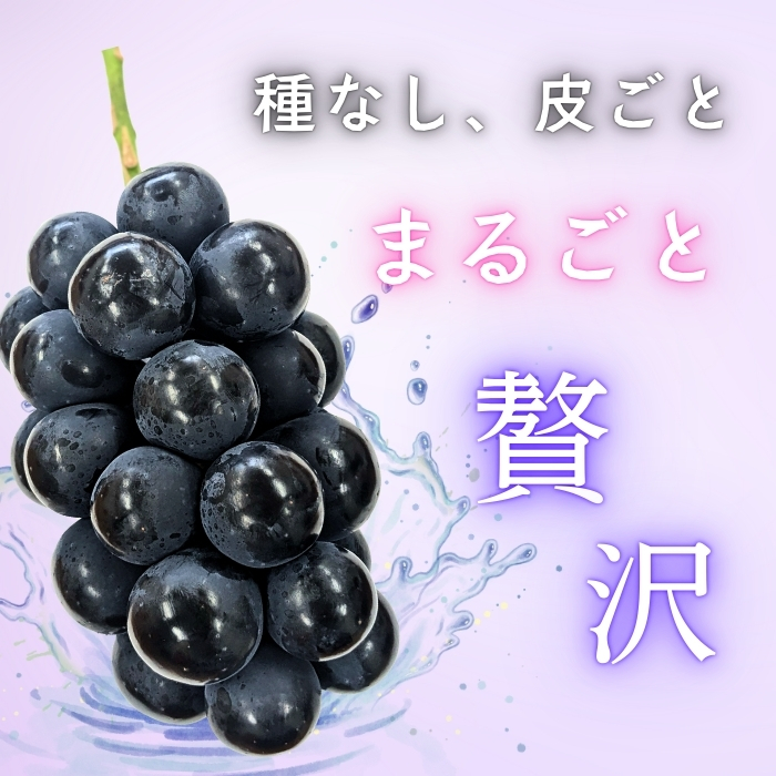 【2026年発送 先行予約】 飯山市産 ナガノパープル 2房《 2026年10月〜発送 》（約1kg）（Bv-001） | 長野県 飯山市 おすすめ ランキング おいしい 高評価 大人気 ギフト 産地直送 ぶどう