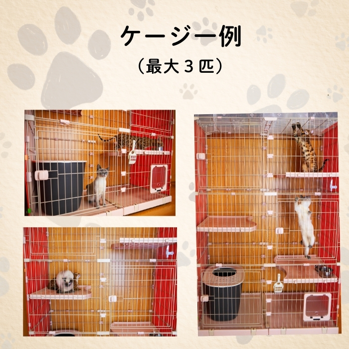 【長野県飯山市】にゃんほてる（猫専用ペットホテル） リベティベル 利用券3,000円分（T-17）