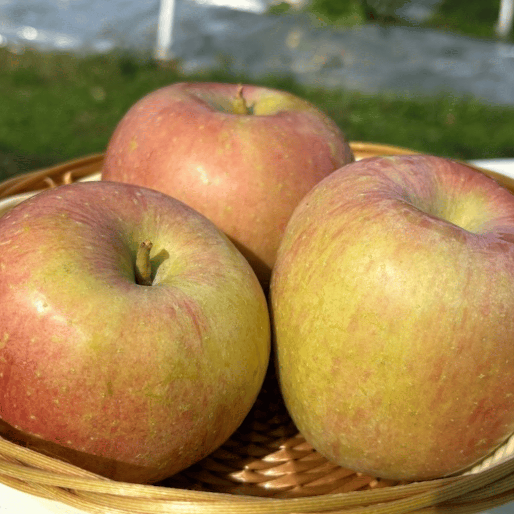 【先行予約】【訳あり】サンふじ 【約3kg(6〜14玉）】（2025年産） (7-A39-1)