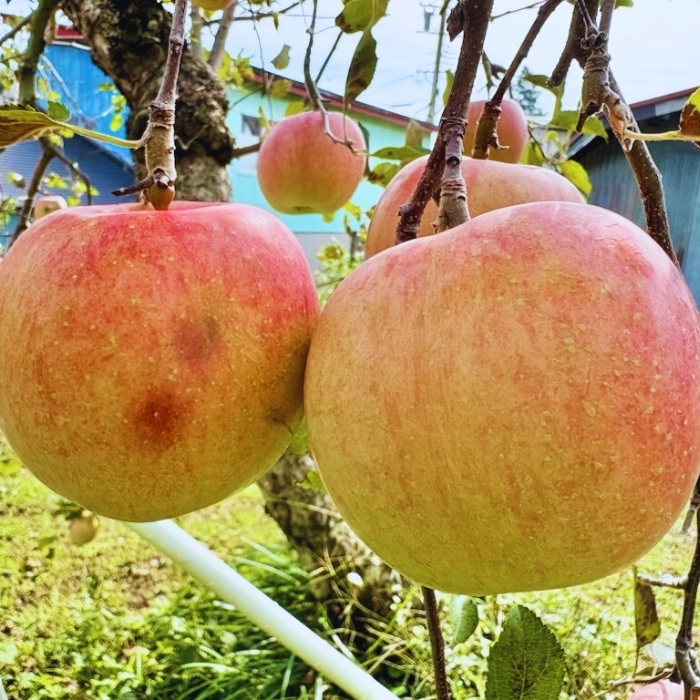 【先行予約】【訳あり】サンふじ 【約10kg(22〜40玉）】（2025年産）(7-A39-3)