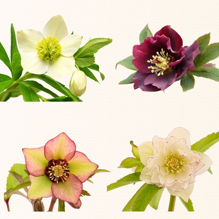 【期間限定】冬に咲く『 クリスマスローズ 』（2鉢セット）《2026年月2月中旬以降に発送予定》（7-A40-1）