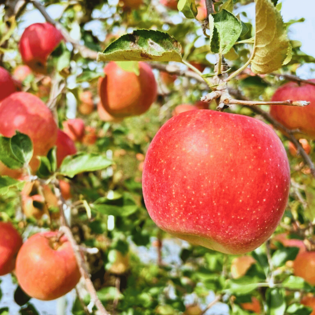 【先行予約】サンふじ 小玉 約5kg （20〜25玉）（2025年12月中旬から発送）りんご サンふじ 限定  直送 好評 （7-A42-2）