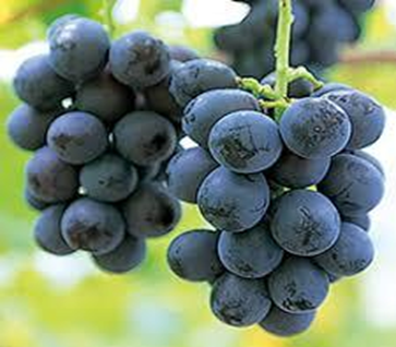 【先行予約丨2026年9月上旬より順次発送】種なし巨峰【約1kg(2房あたり)】(At-005)丨長野県 飯山市 おすすめ ランキング おいしい 高評価 大人気 先取り 産地直送 ぶどう 巨峰 巨峰