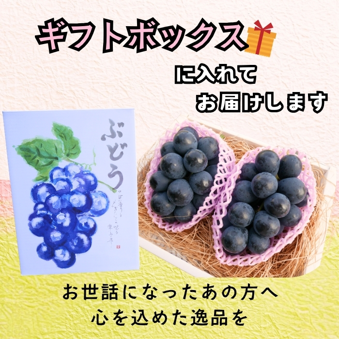 【2026年発送 先行予約】 飯山市産 ナガノパープル 2房《 2026年10月〜発送 》（約1kg）（Bv-001） | 長野県 飯山市 おすすめ ランキング おいしい 高評価 大人気 ギフト 産地直送 ぶどう