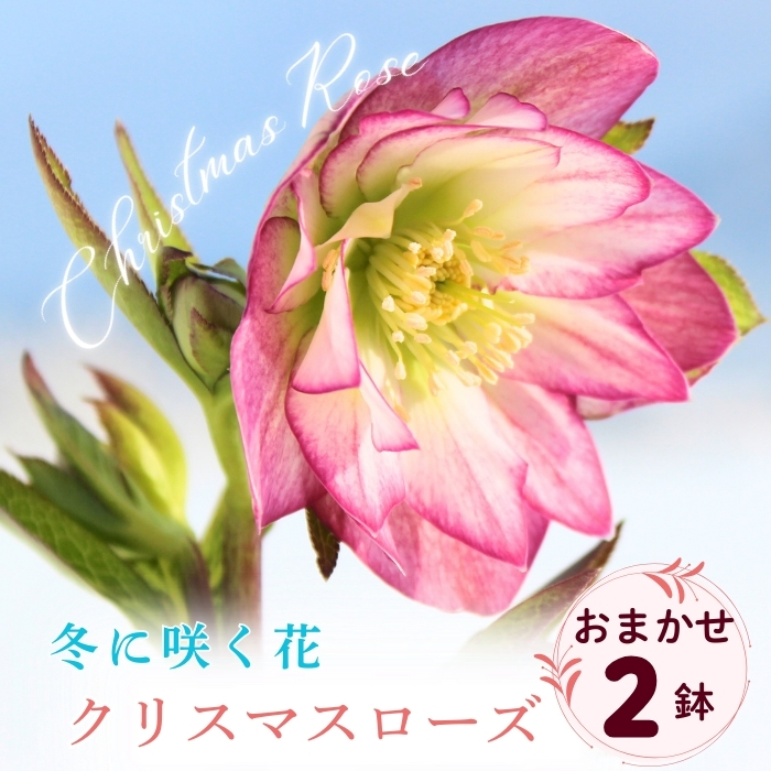 【期間限定】冬に咲く『 クリスマスローズ 』（2鉢セット）《2026年月2月中旬以降に発送予定》（7-A40-1）