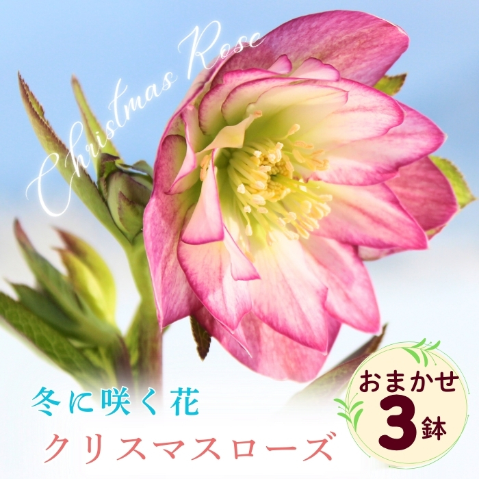 【期間限定】冬に咲く『 クリスマスローズ 』（3鉢セット）《2026年月2月中旬以降に発送予定》（7-A40-2）