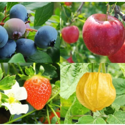 信州蓼科高原産果実の手作りジャム(プレザーブスタイル)70g入り4種類詰め合わせ