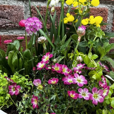 蓼科高原バラクライングリッシュガーデン季節の寄植え(コンテナガーデン)A