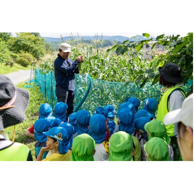 【朝採り即出荷】八ヶ岳産グラビスとうもろこし 約4kg (11本前後)【配送不可地域：離島・北海道・沖縄県・中国・四国・九州】