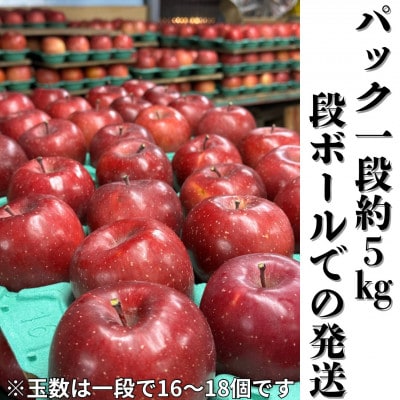 サンふじ 約5kg(16～18玉) 長野直送 信州八ヶ岳 りんご 蓼科高原