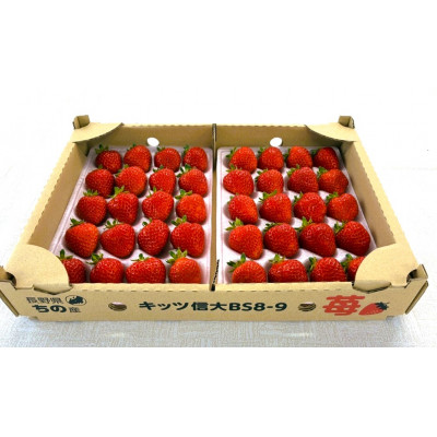 長野県茅野市産　いちご　キッツ苺/信大BS8-9　1箱 500g【配送不可地域：離島・北海道・沖縄県・中国・四国・九州】