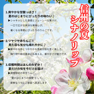 【2026年先行受付】長野直送!信州八ヶ岳のりんごシナノリップ約5kg(12～18玉)蓼科高原果物【配送不可地域：離島】