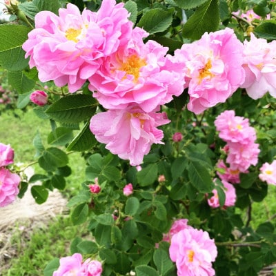 蓼科高原からお届けする薔薇の自然派化粧水(オールドローズローション)120mL