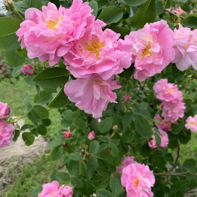 飲むローズ水30本セット(長野県蓼科高原からお届けします)