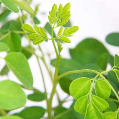 薔薇とモリンガの自然派化粧水(ローズモリンガローション)120mL