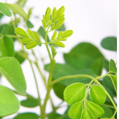 ローズ・モリンガオイル!フランキンセンスと薔薇の香りを添えて