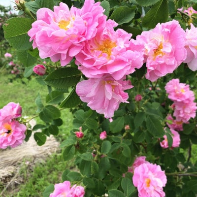 蓼科高原からお届けするローズボディソープ(泡タイプ380mL)薔薇の香りでリッチなバスタイム!