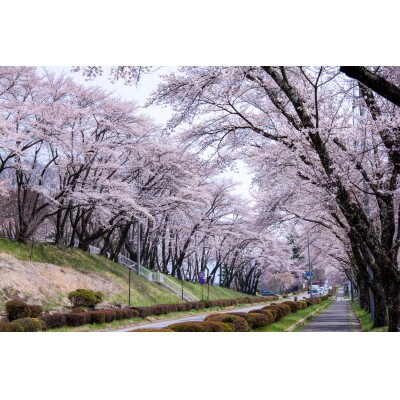 【返礼品なし】茅野市ふるさと応援寄附金 1口:3000円