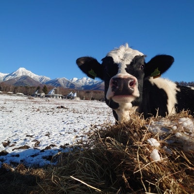 八ヶ岳農場 復刻版バニラアイス 12個【配送不可地域：離島】