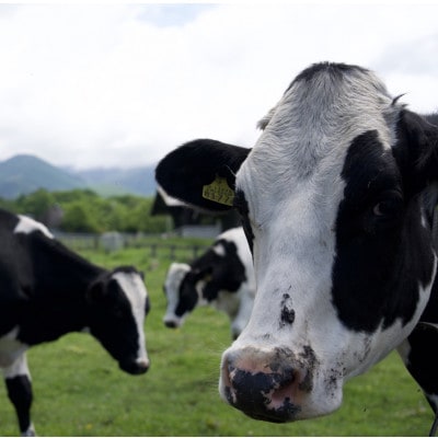 八ヶ岳農場 バニラ＆生ソフトクリームアイス 味比べセット　各6個・2種類(合計12個)【配送不可地域：離島】