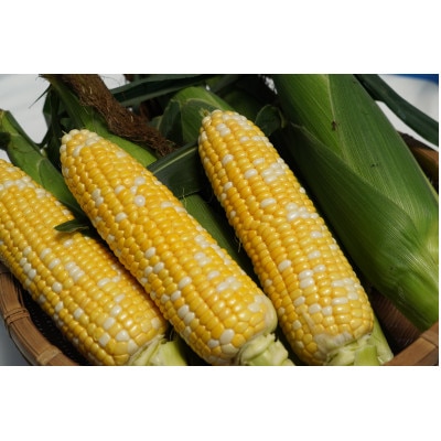 【朝採り即出荷】八ヶ岳産グラビスとうもろこし 約4kg (11本前後)【配送不可地域：離島・北海道・沖縄県・中国・四国・九州】