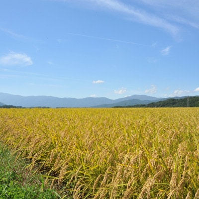 【新米先行受付】長野県産特別栽培米 コシヒカリ10kg