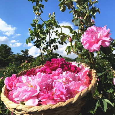 蓼科高原からお届けする薔薇の自然派化粧水(オールドローズローション)120mL