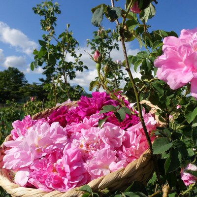 ローズジャム(薔薇ジャム)薔薇花弁からつくったプレミアムな逸品