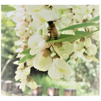 信州産アカシアはちみつ600g・百花はちみつ600gセット