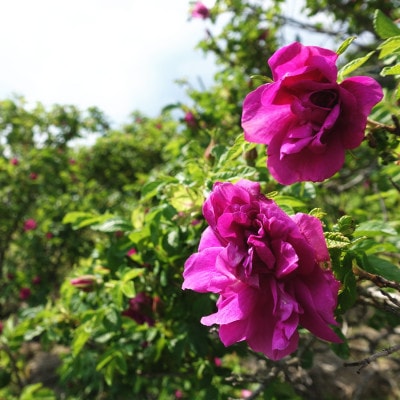 蓼科高原からお届けするローズボディソープ(泡タイプ380mL)薔薇の香りでリッチなバスタイム!