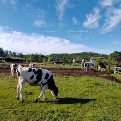 八ヶ岳農場 生ソフトクリームアイス 6個【配送不可地域：離島】
