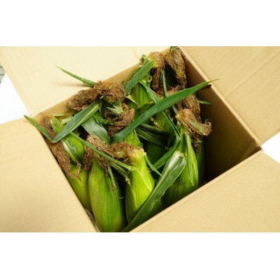 【朝採り即出荷】八ヶ岳産グラビスとうもろこし 約4kg (11本前後)【配送不可地域：離島・北海道・沖縄県・中国・四国・九州】