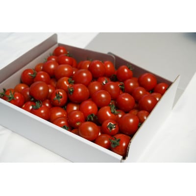 高原育ちのフルーツミニトマト サマー千果 約2kg【配送不可地域：離島】