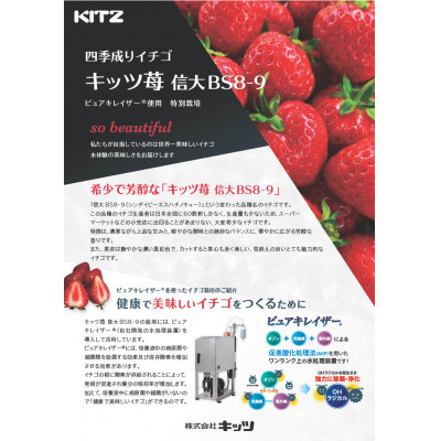 長野県茅野市産　いちご　キッツ苺/信大BS8-9　1箱 500g【配送不可地域：離島・北海道・沖縄県・中国・四国・九州】