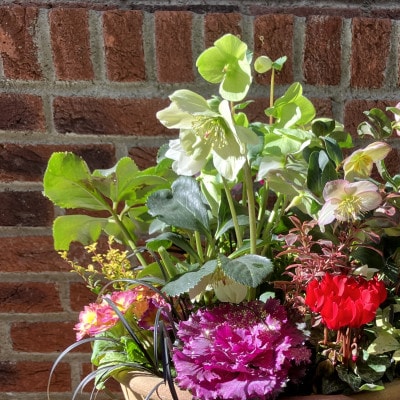 蓼科高原バラクライングリッシュガーデン季節の寄植え(コンテナガーデン)C