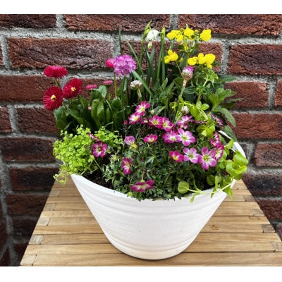 蓼科高原バラクライングリッシュガーデン季節の寄植え(コンテナガーデン)A