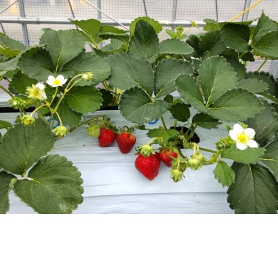 長野県茅野市産　いちご　キッツ苺/信大BS8-9　1箱 500g【配送不可地域：離島・北海道・沖縄県・中国・四国・九州】