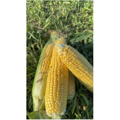 【朝採り即出荷】八ヶ岳産グラビスとうもろこし 約4kg (11本前後)【配送不可地域：離島・北海道・沖縄県・中国・四国・九州】