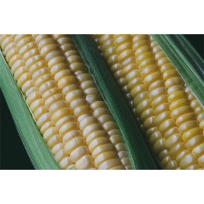 【訳あり】朝採れ 八ヶ岳生とうもろこし はねだし10本(約3kg)〈26年7月～9月下旬発送予定〉【配送不可地域：離島】