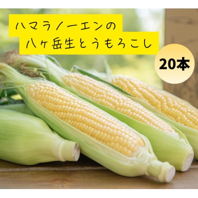 【先行予約】朝採れ八ヶ岳生とうもろこし20本【複数個口で配送】【配送不可地域：離島】