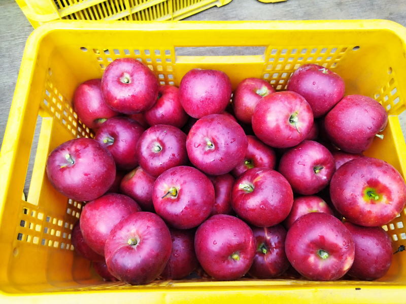 リンゴジュース 1Lビン4本入り(ふじ3本・紅玉1本) | アップルジュースりんごジュース 林檎 果物 フルーツ 国産 信州 長野県 佐久市