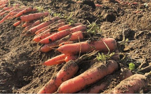 【先行予約】ニンジンジュース （1000ml×6本入り）＜2025年12月10日以降順次発送＞人参 にんじん 野菜 ジュース 飲料 長野県 信州【 ニンジン にんじん 人参 にんじんジュース 人参ジュース 健康 野菜ジュース 食べるジュース 有機栽培 ニンジン 農業法人 食べるジュース 朝食 長野県 佐久市 Farmめぐる株式会社 旬彩 】